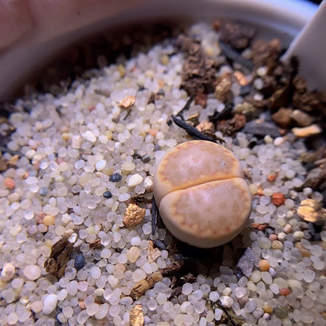 精品生石花729.237