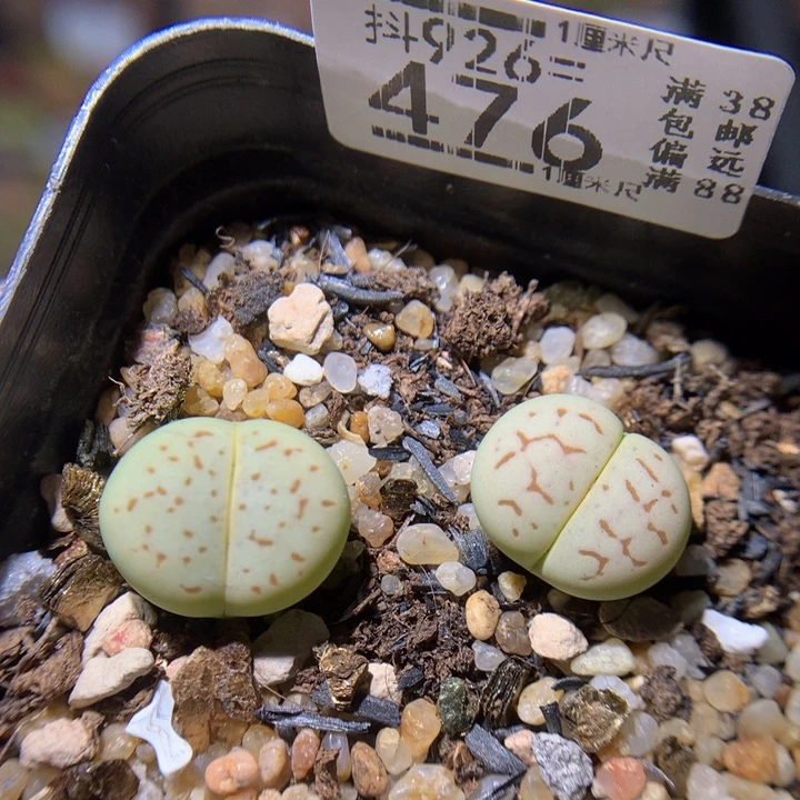 精品生石花926.476