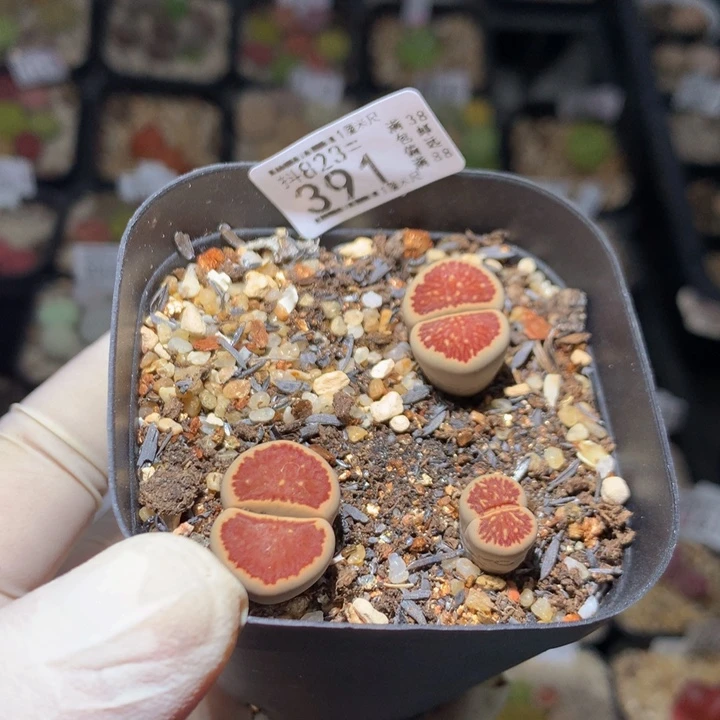 丢***头精品后生生花823.391