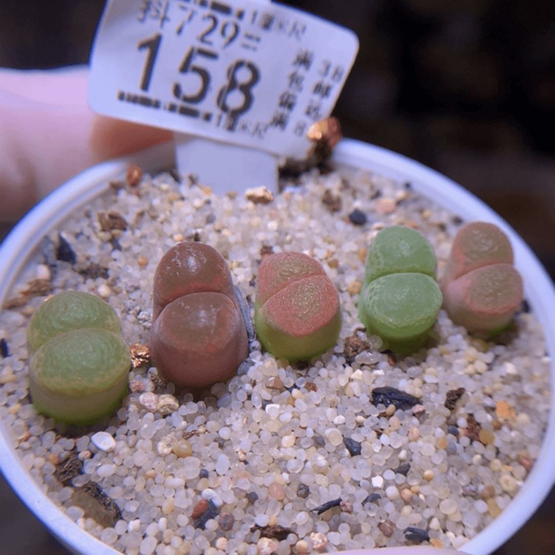 精品生石花729.158