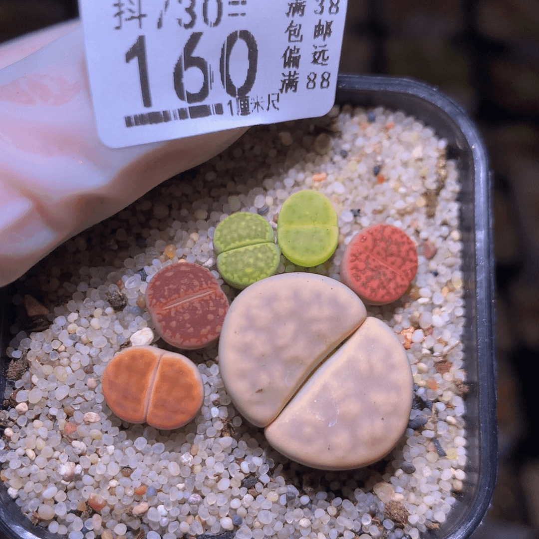 精品生石花730.160