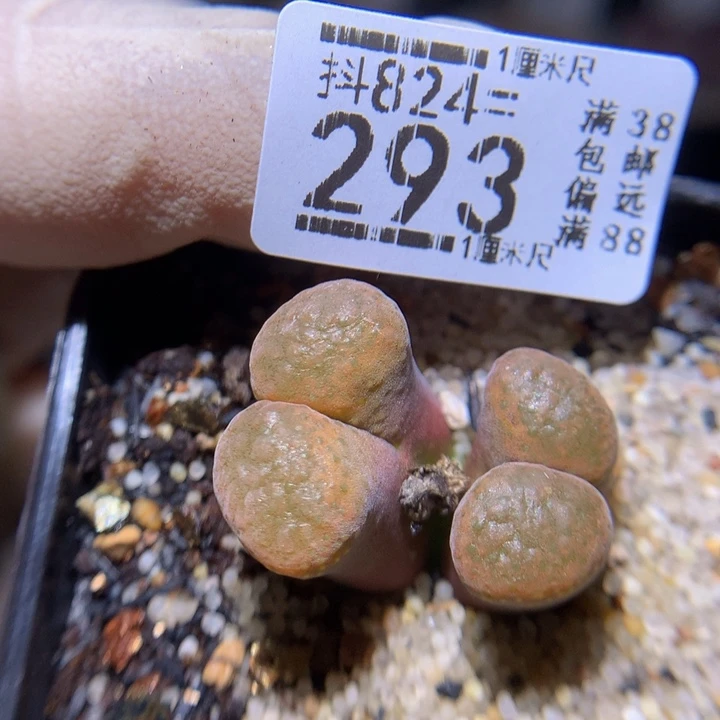 精品生石花824.293