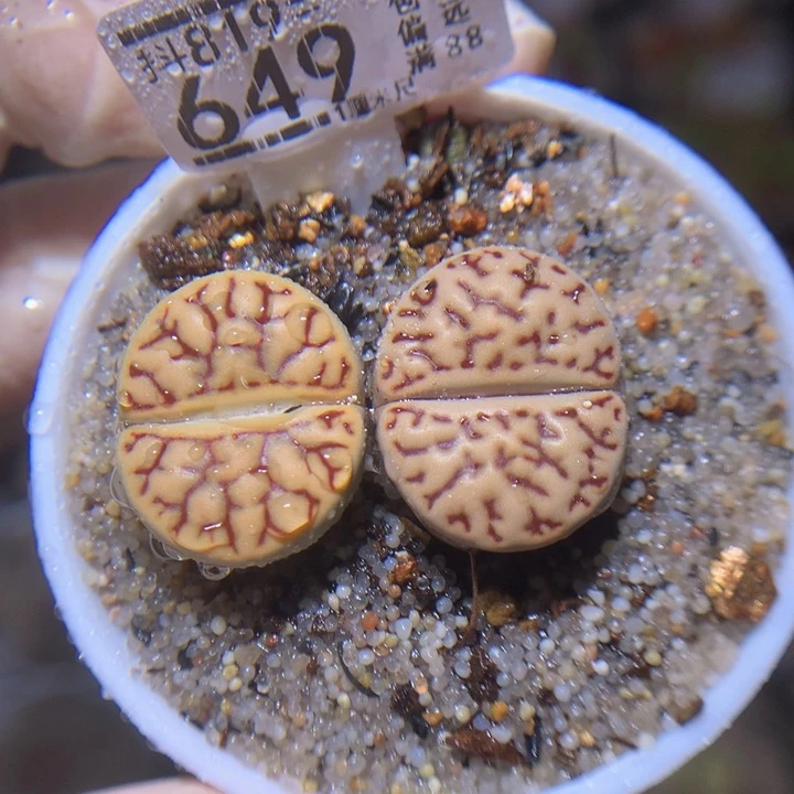 绝绝子生石花819.649