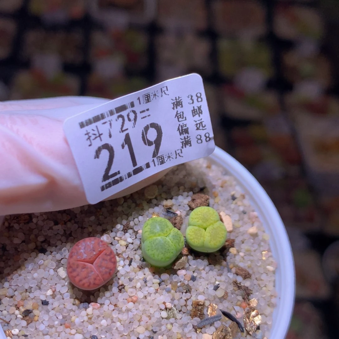 精品生石花多肉729.219