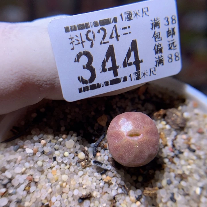 精品生石花924.344烧麦