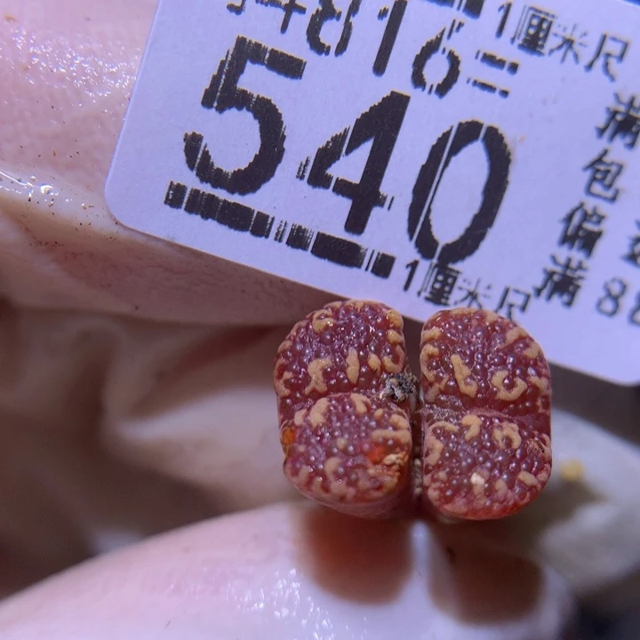 精品生石花816.540特
