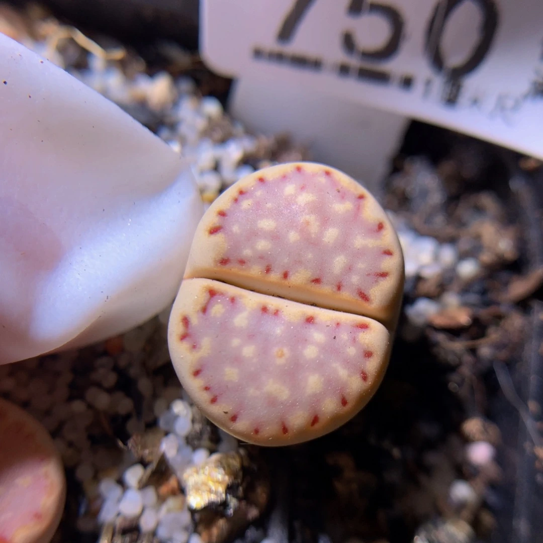 绝绝子生石花724.750