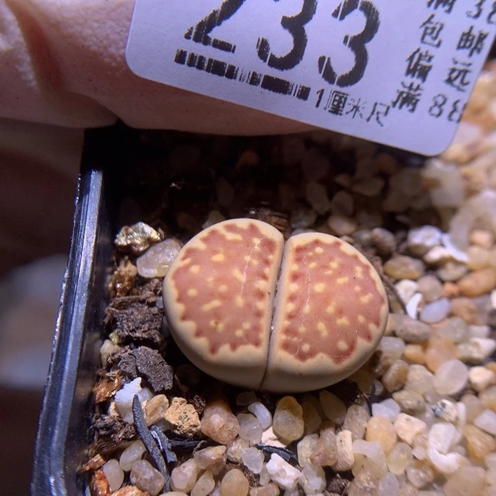 精品生石花1021.233