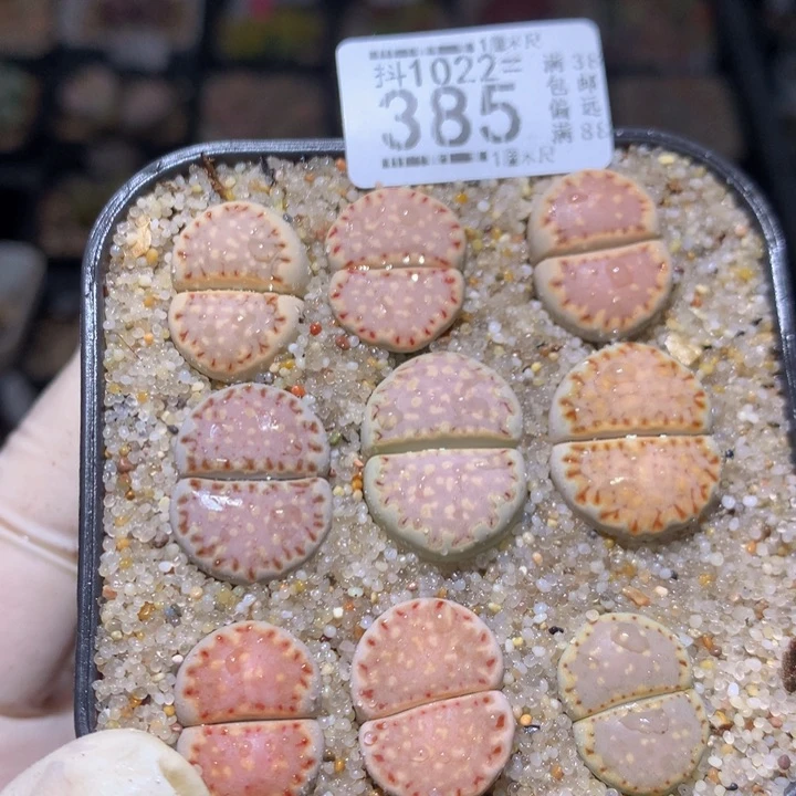 精品生石花1022.385