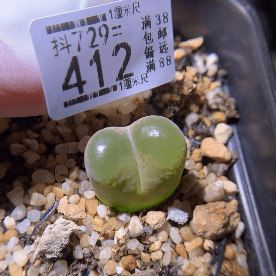 精品生石花729.412
