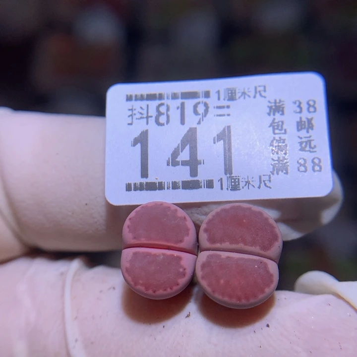 精品生石花819.141