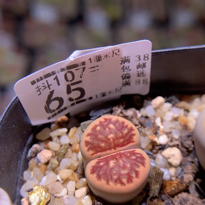 精品生石花107.65