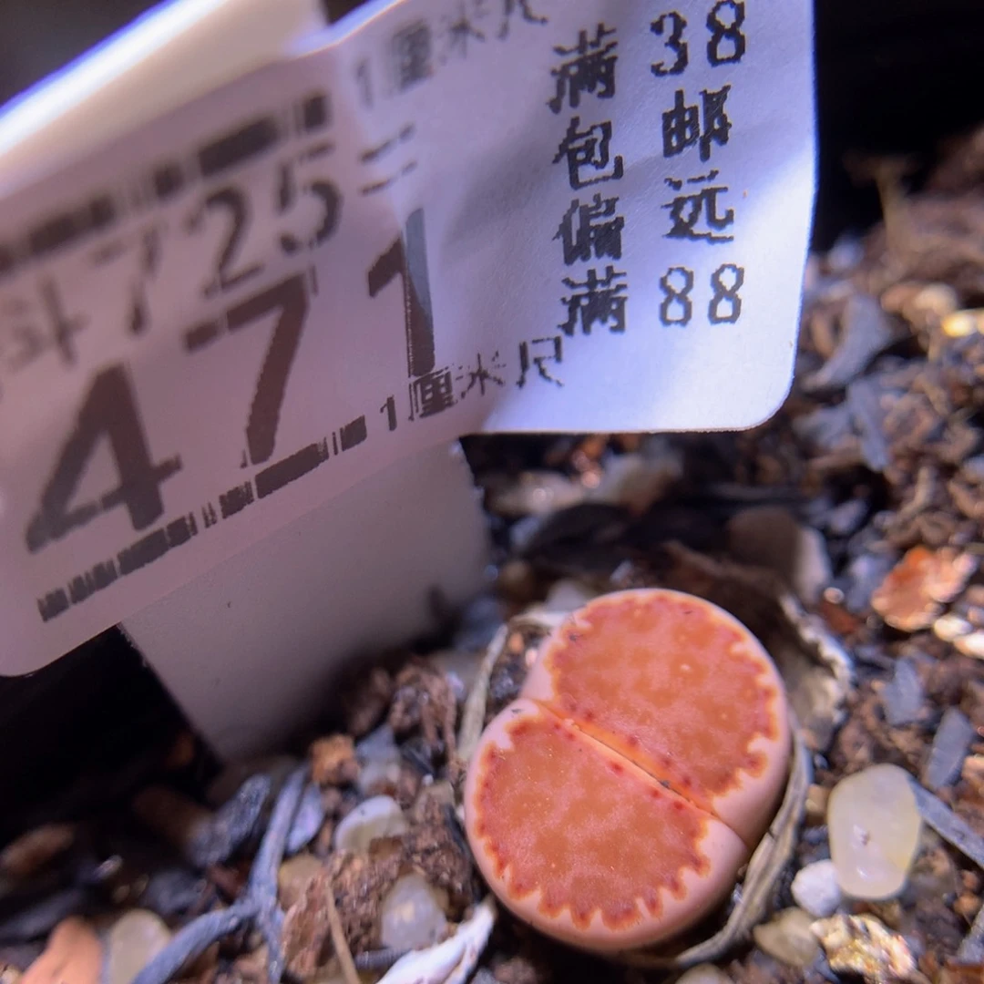 精品生石花725.471