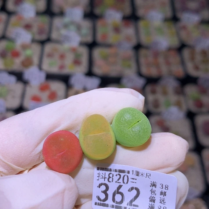 精品生石花820.362