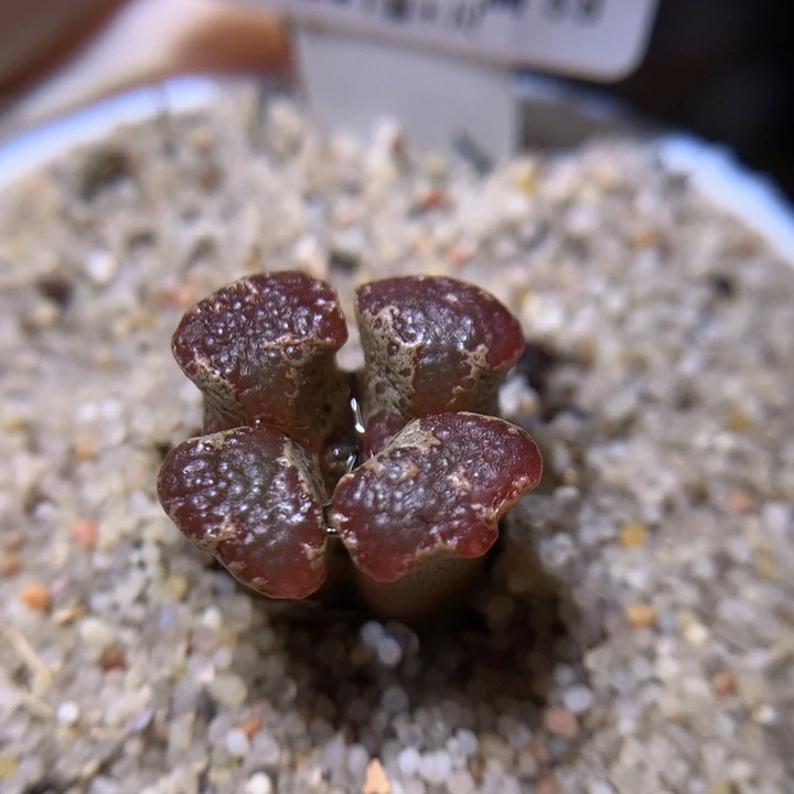 绝绝子生石花819.737高特