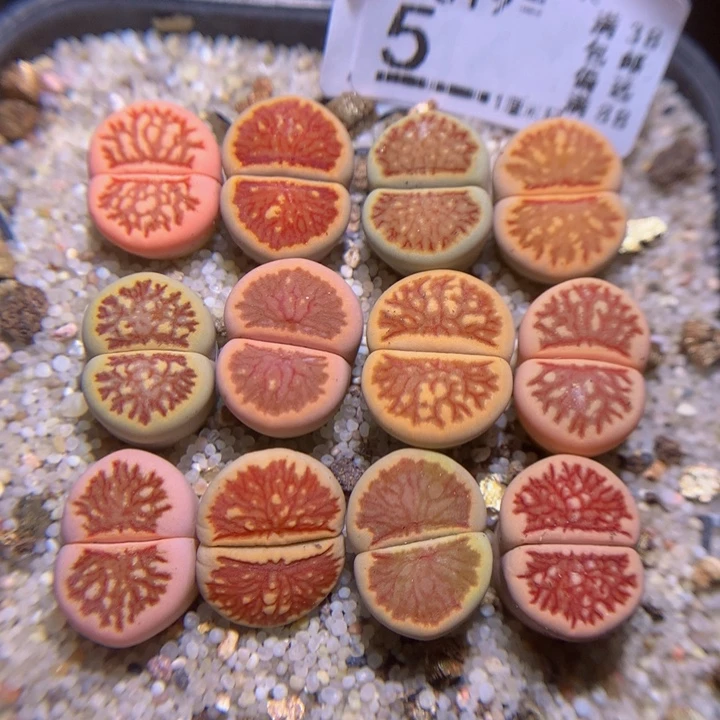 精品生石花819.5