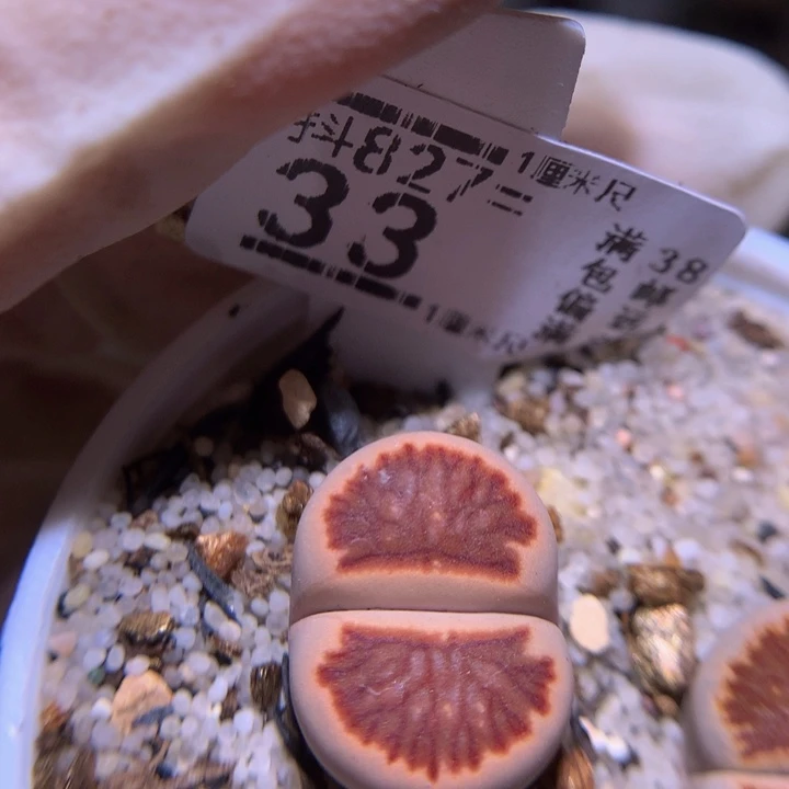 精品生石花827.33