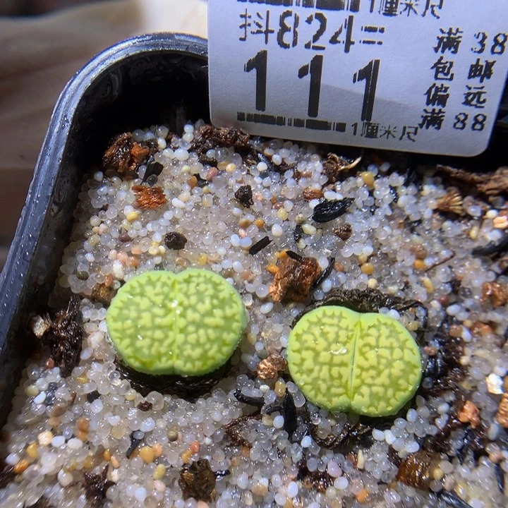 精品生石石824.111