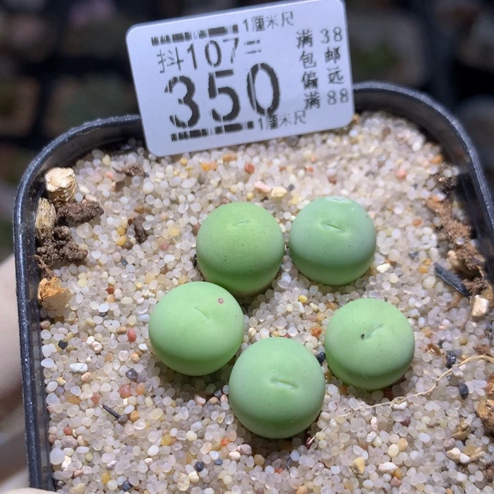 精品石石花107.350