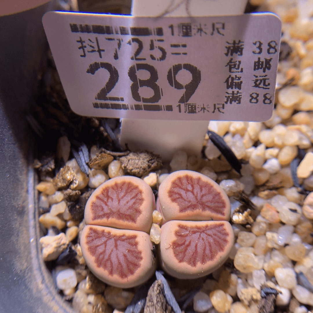 精品生石花725.289