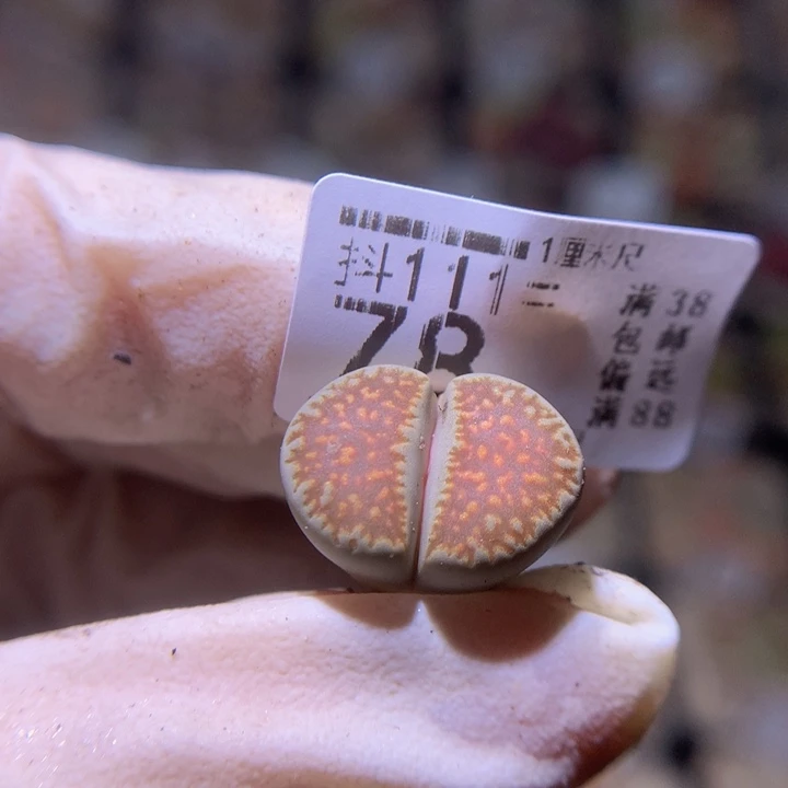 精品生石花111.78