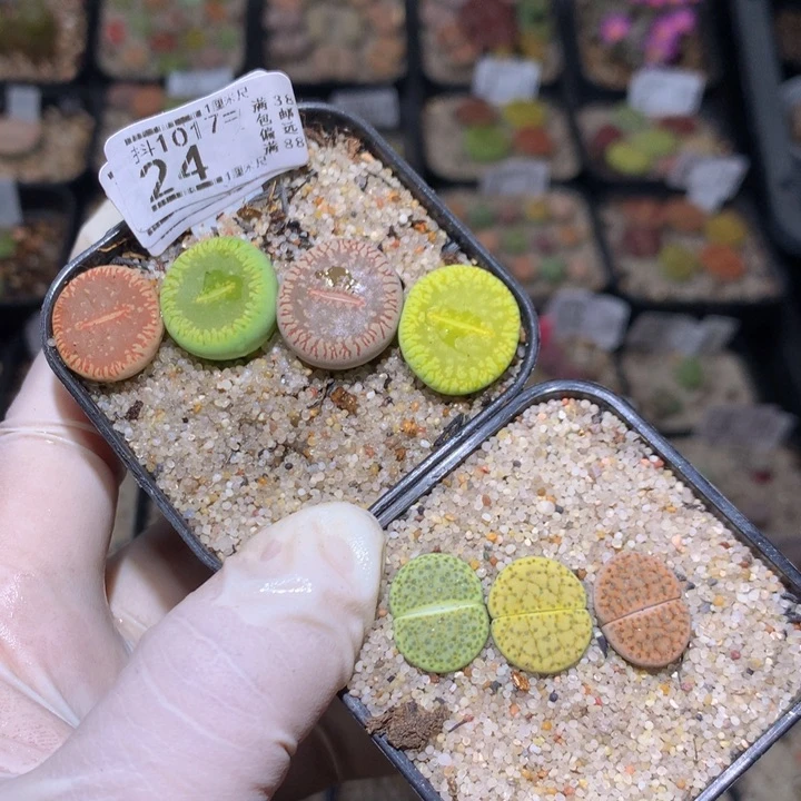 時*。精品生石花1017.24