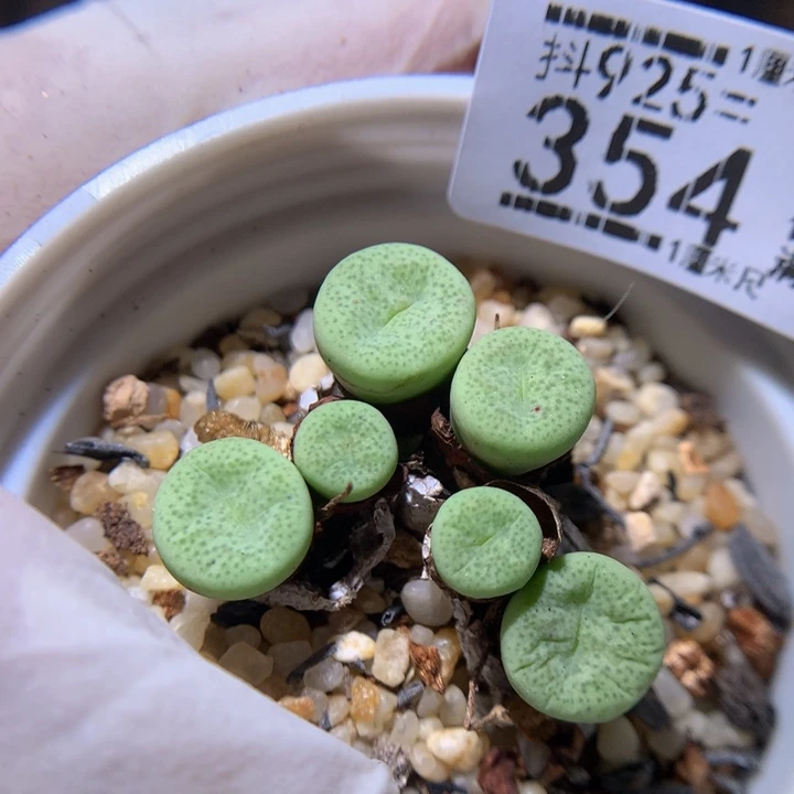 精品生石花925.354