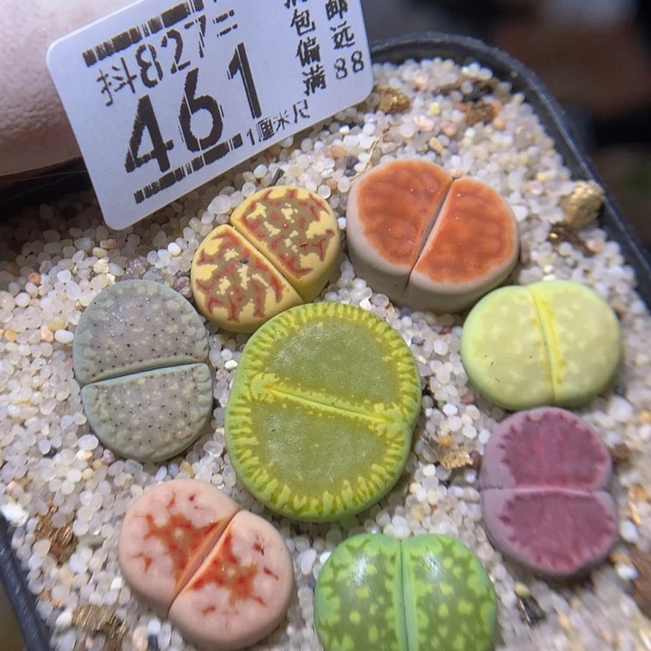 精品生石花827.461