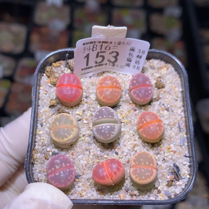 精品生石花816.153