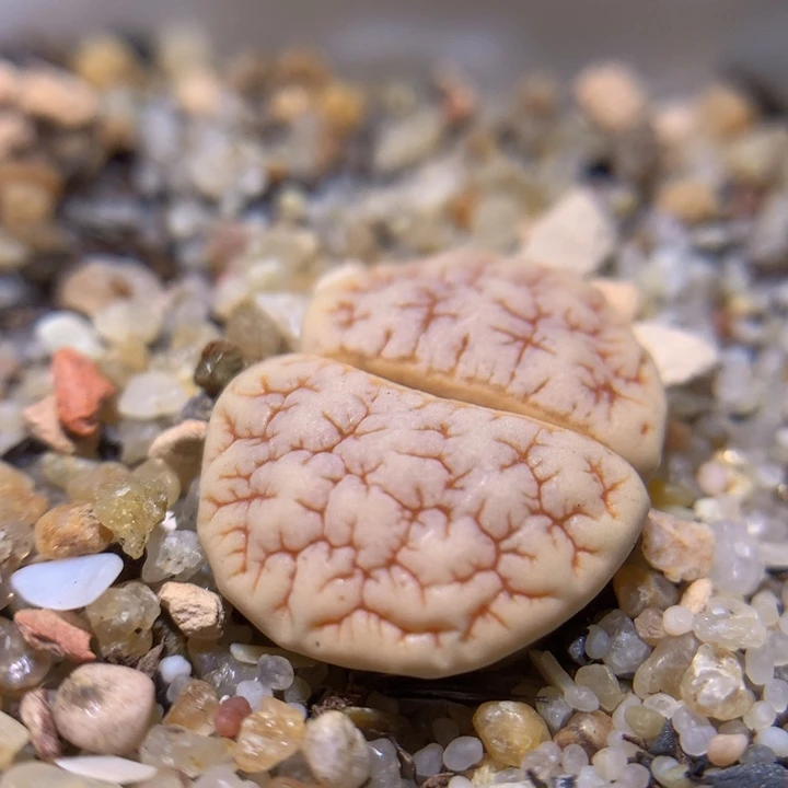 精品生石花1016.190