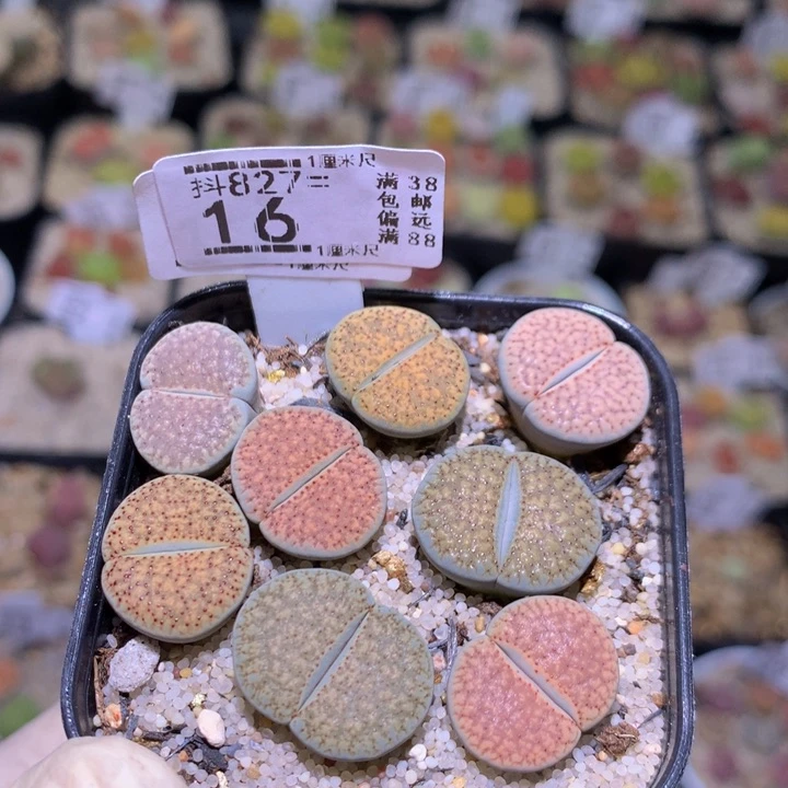 精品生石花827.16