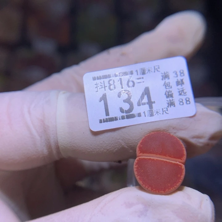 精品生石花816.134