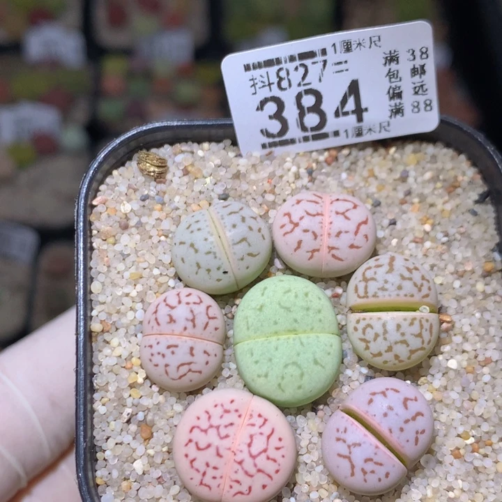 精品生石花827.384