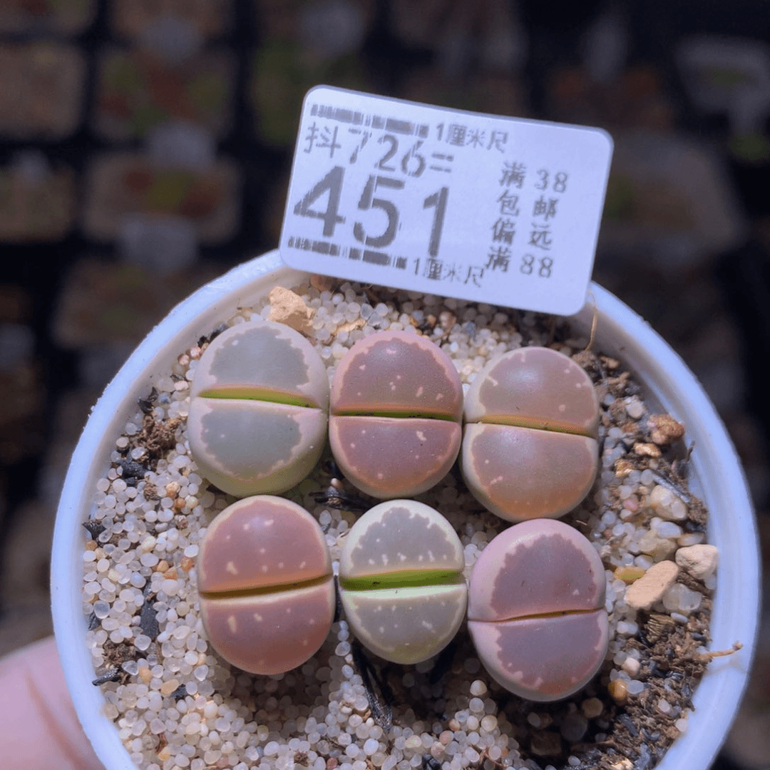精品生石花726.451