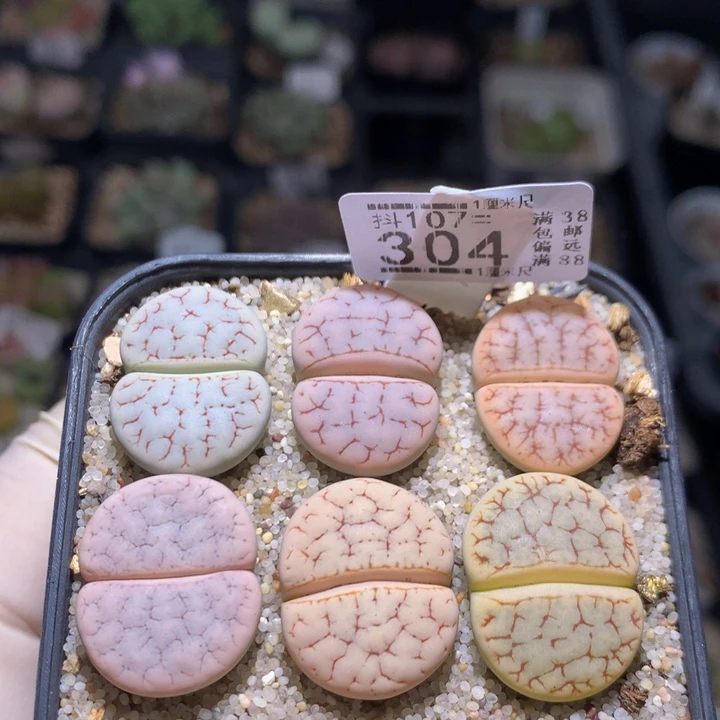 精品石石花107.304