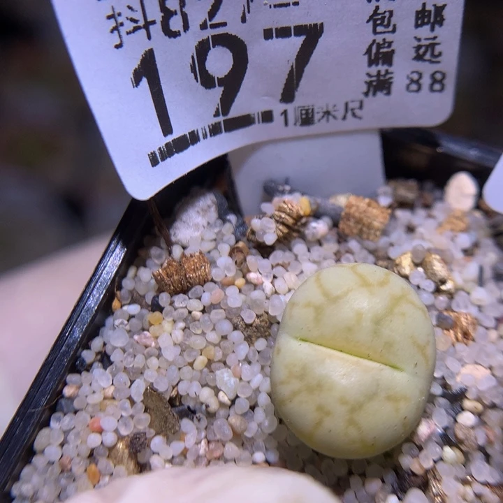 精品生石花827.197