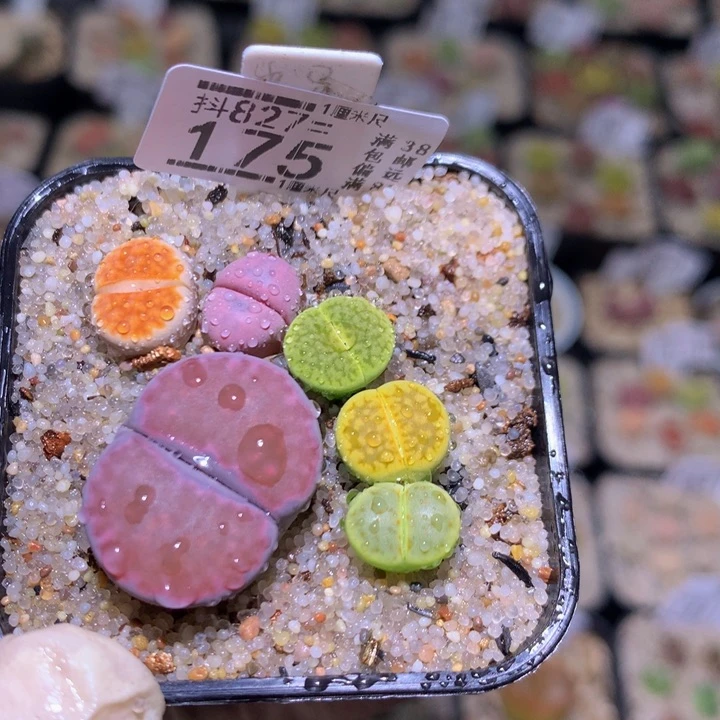 精品生石花827.175