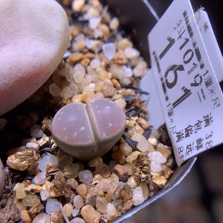 精品生石花1019.161