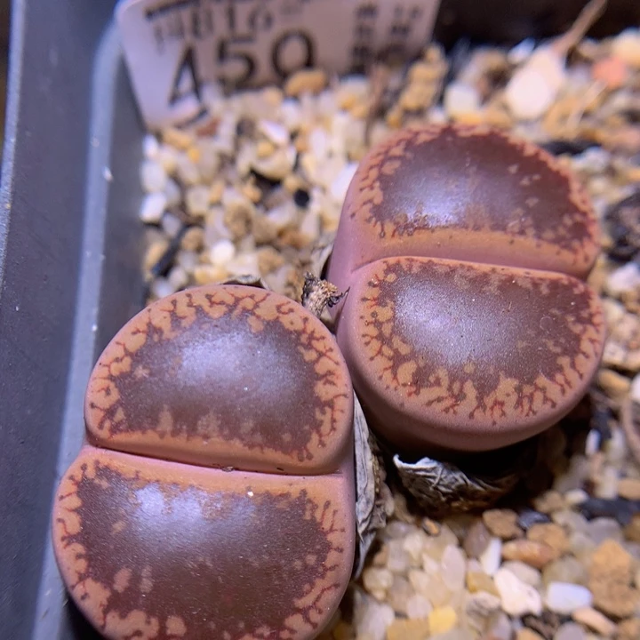 精品生石花816.45