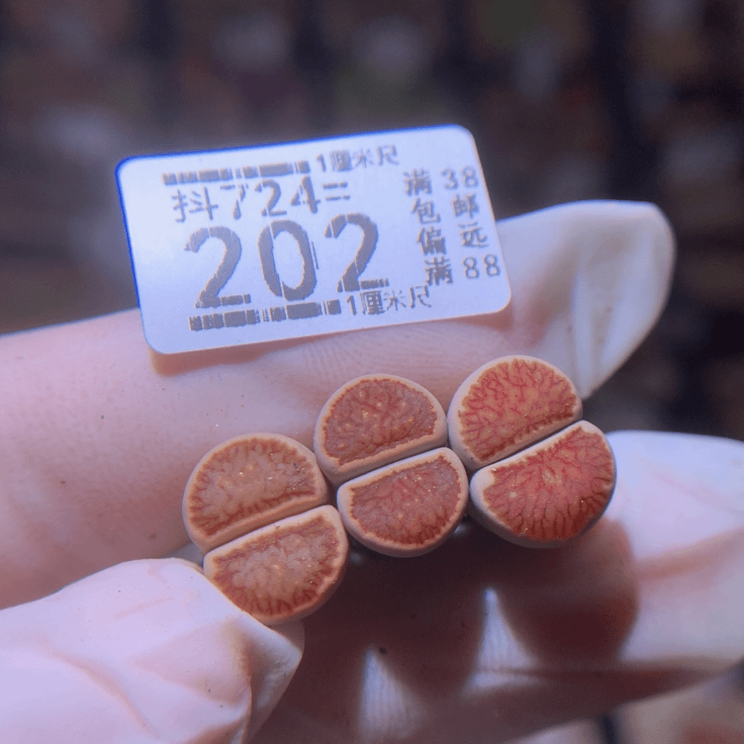 精品生石花724.202
