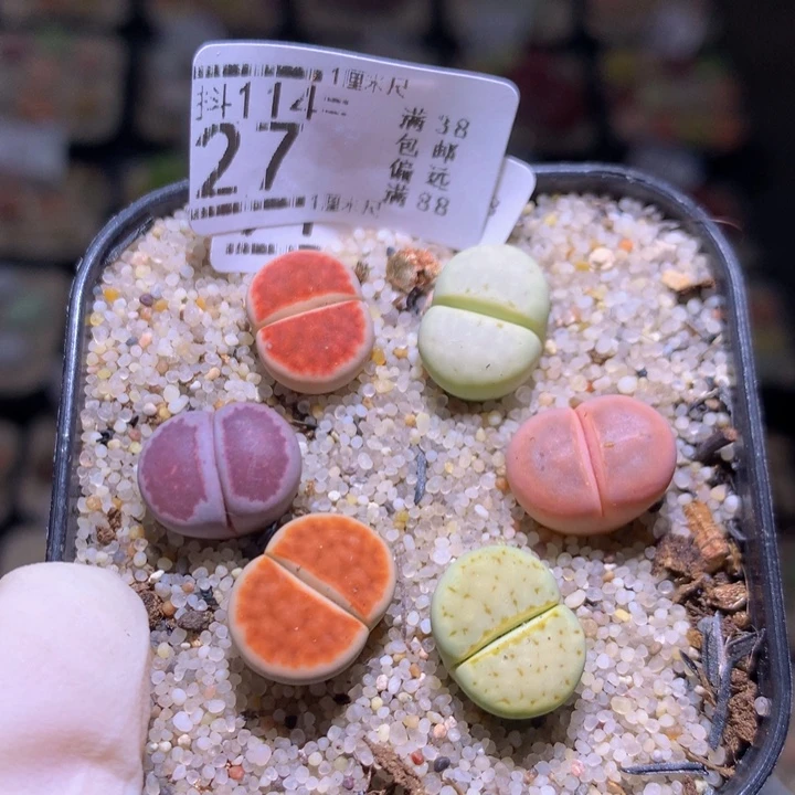 精品生石花114.27