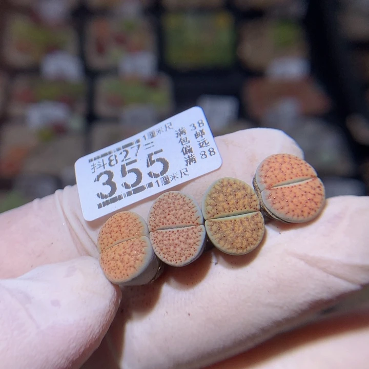 精品生石花827.355