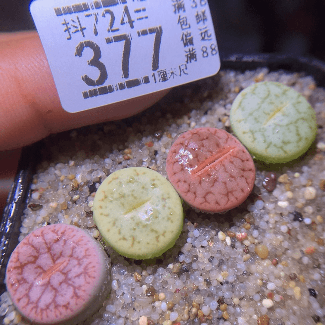 生石花精品多肉724.377