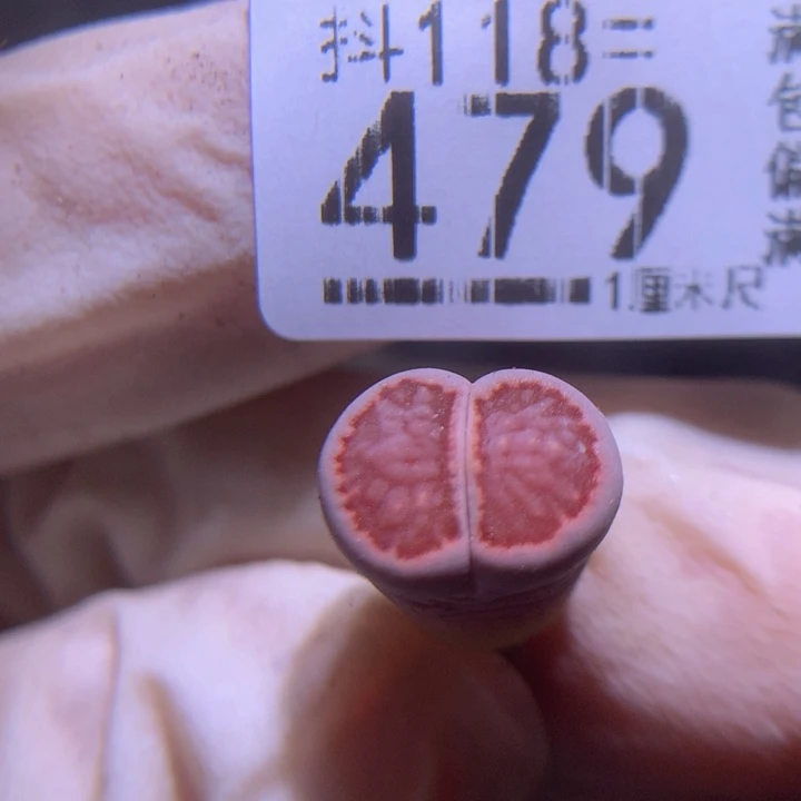 精品生石花118.479