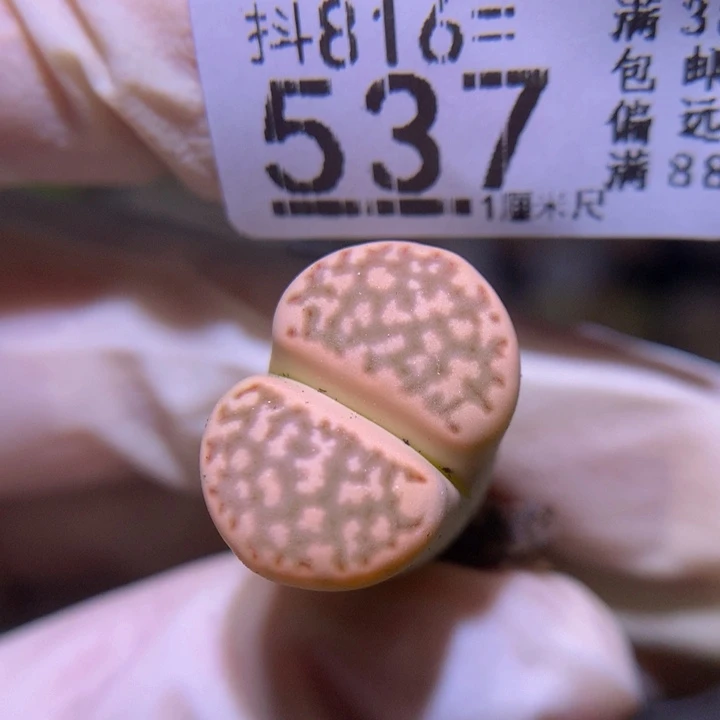 精品生石花816.537