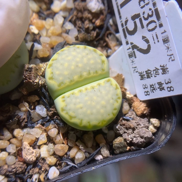 精品生石花830.152