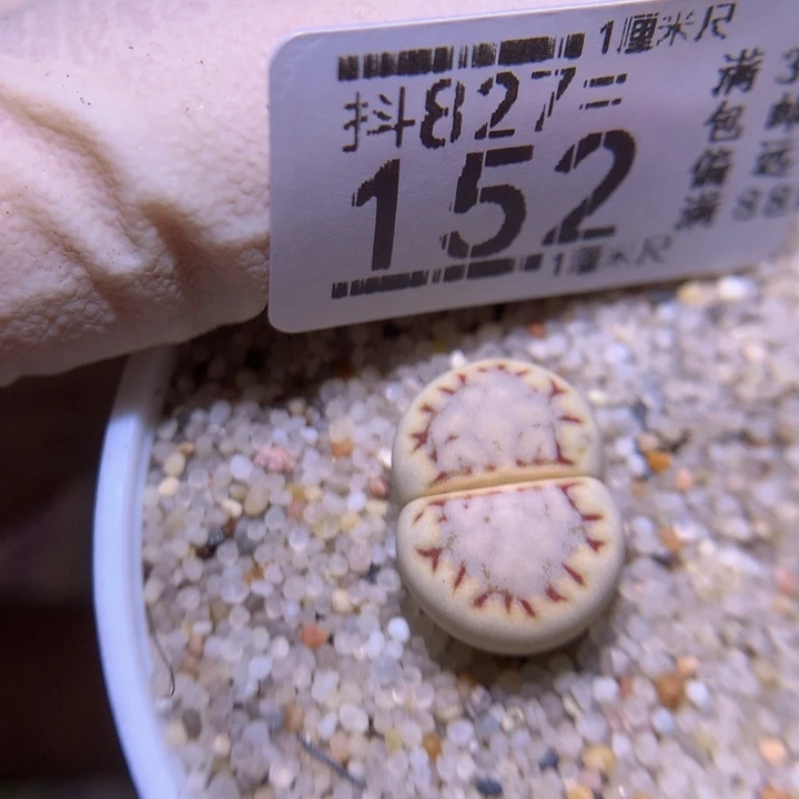 精品生石花827.152
