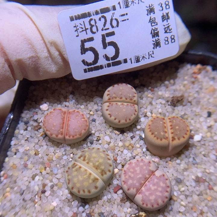 精品生石花826.55