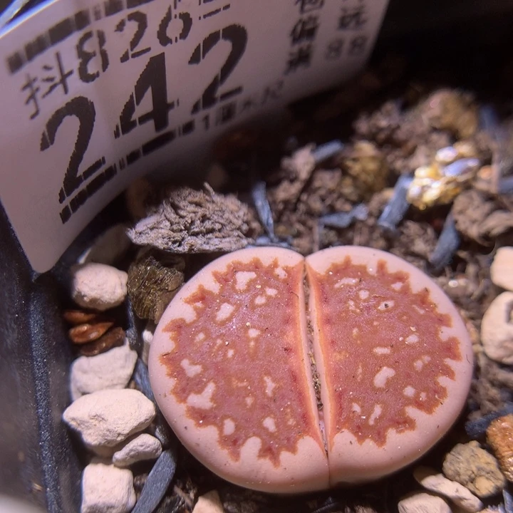 精品生石花826.242