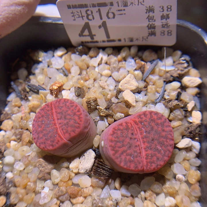 精品生石花816.41